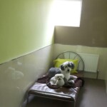 dog day care