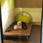 dog minder