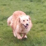 Dog running