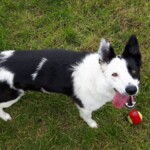 Dog playing with ball