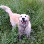 Dog in long grass