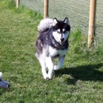 Dog playing