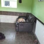 Dog lying down