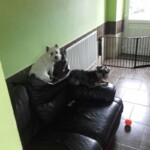 Dog on sofa