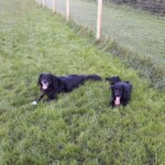 Dogs in field