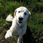 Dog on lead