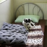 Dog on bed