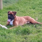 Dog playing